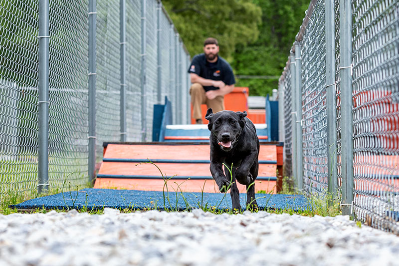 Dog running on obstacle course
